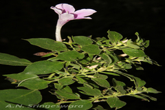 Barleria acuminata